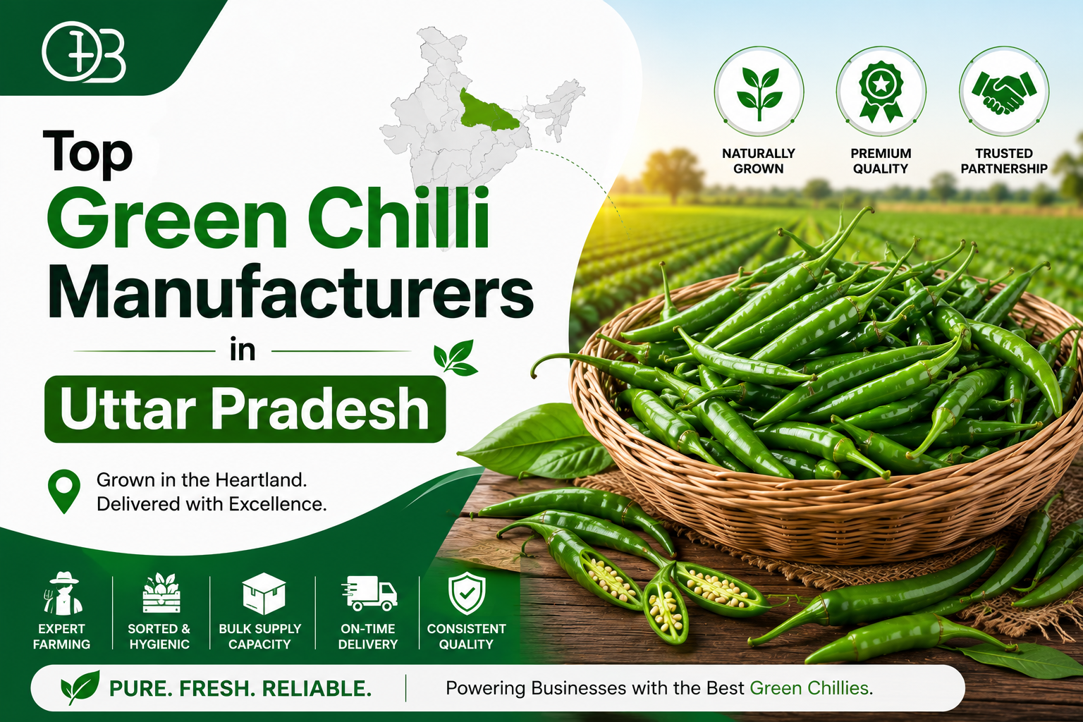 Top Green Chilli Manufacturers in Uttar Pradesh